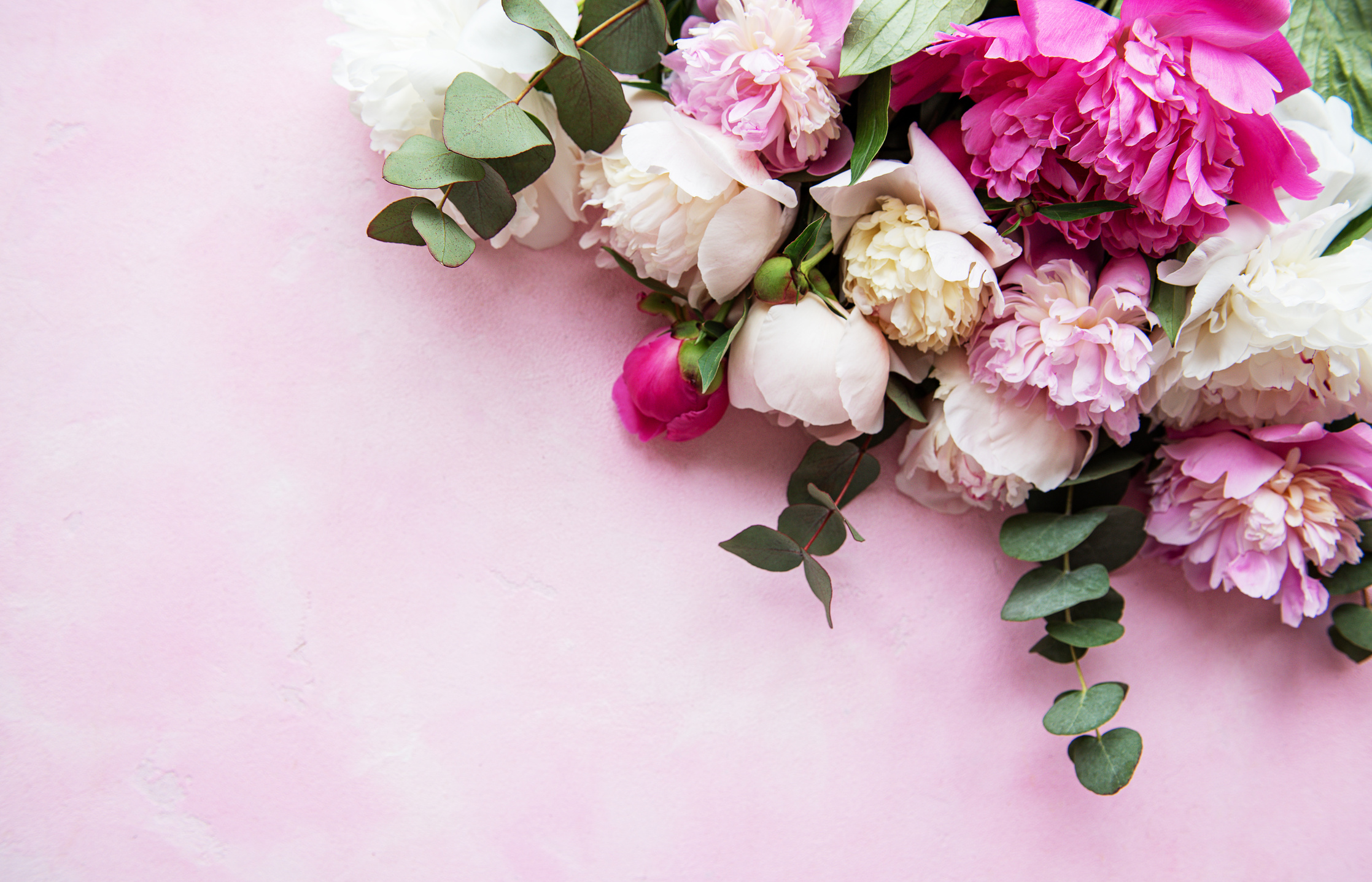 Background with Pink Peonies