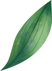 Watercolor Leaf Object 