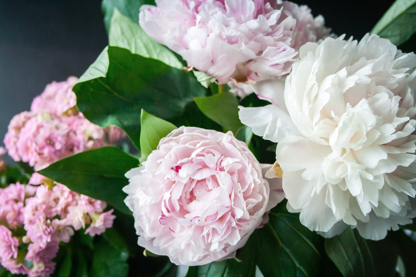 Fresh Peony Flowers