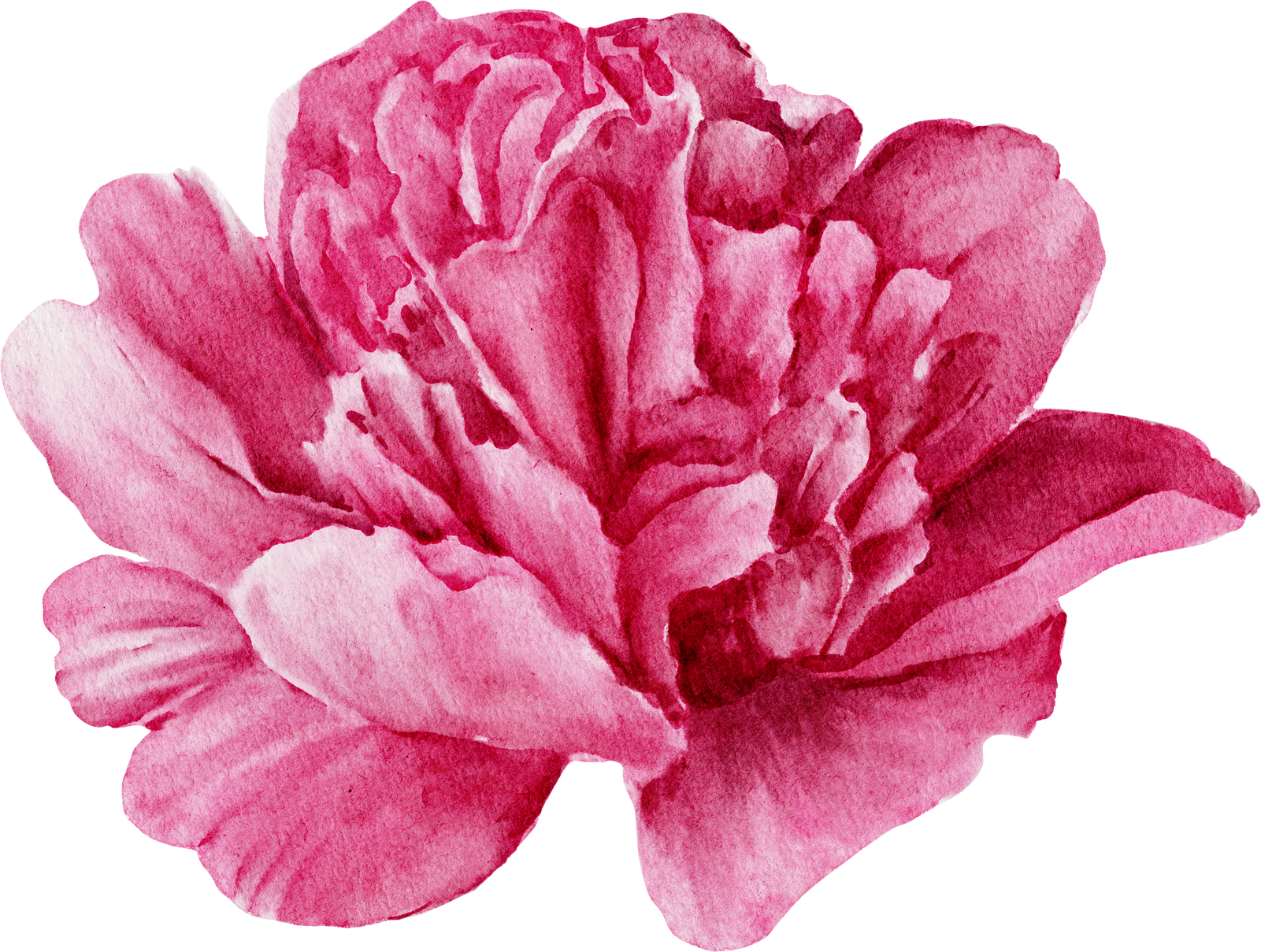 Peony Watercolor.